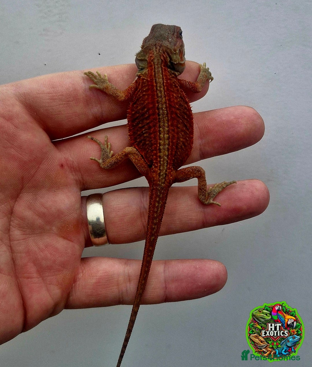 Bearded Dragon reptiles for sale: Bearded dragon Holdback release at HT exotics! - Image 3