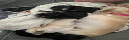 Chihuahua dogs for sale: Two Gorgeous Long-Haired Male Chihuahua Puppies - Advert 13