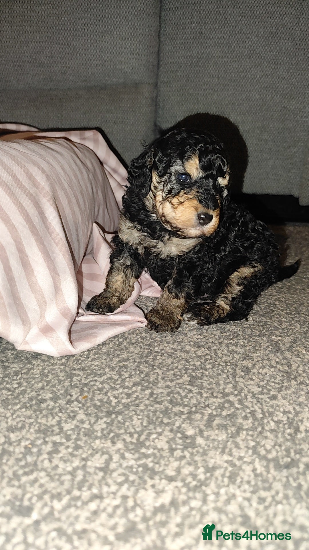 Toy Poodle dogs for sale: Two beautiful boy toy poodles - Advert 4