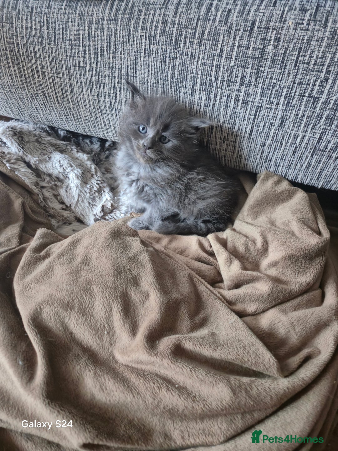 Maine Coon cats for sale: Gorgeous half  maincoon and ragdoll kittens  - Image 11