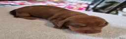 Miniature Dachshund dogs for sale: Miniature Dachshunds (short-haired) - Advert 40