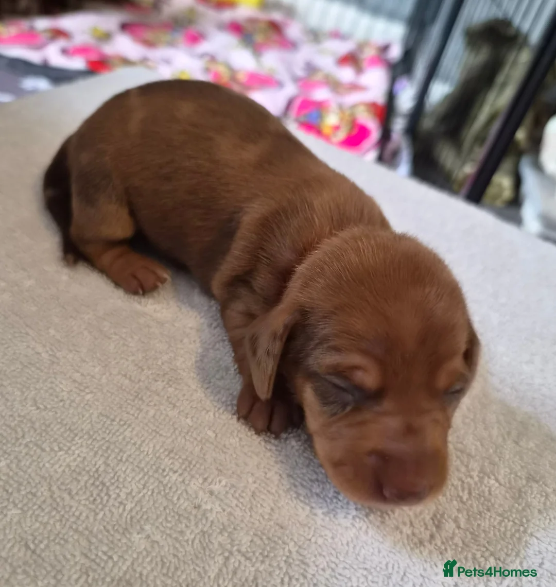 Miniature Dachshund dogs for sale: Miniature Dachshunds (short-haired) - Advert 40