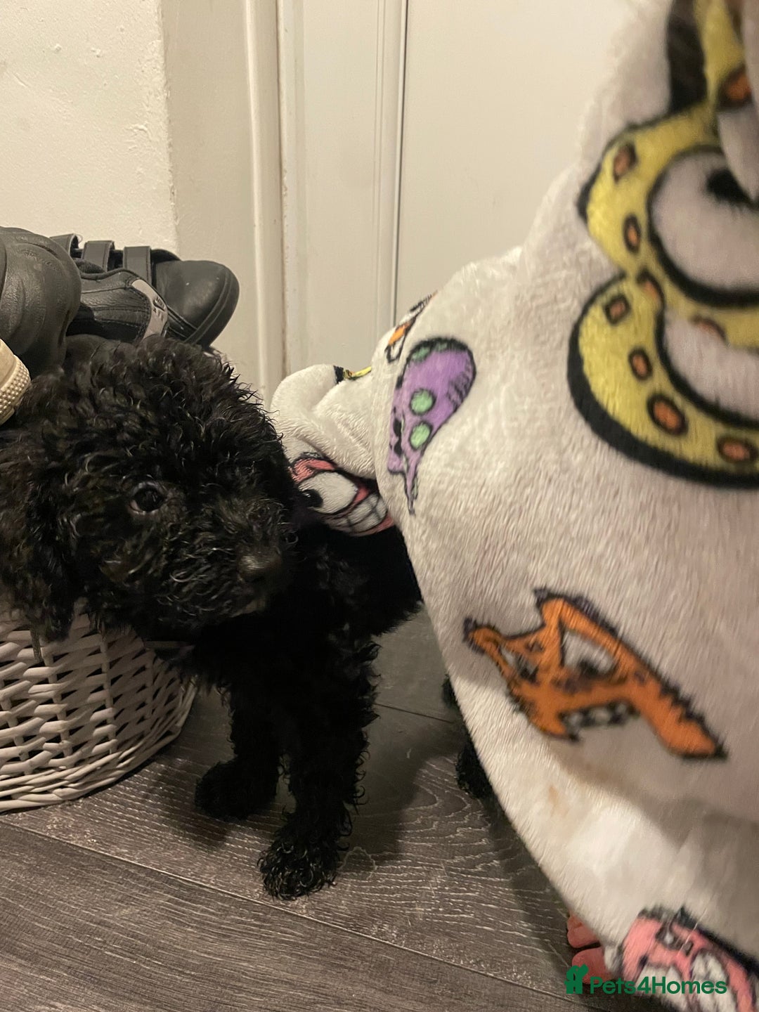 Mixed Breed dogs for sale: Mixed breed cocopoo/jackapoo - Advert 3