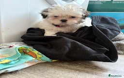 Shih Tzu dogs for sale: 4 Shih tzu girls  - Image 22