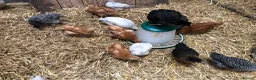 Chickens poultry for sale: Happy healthy pullets. - Advert 1