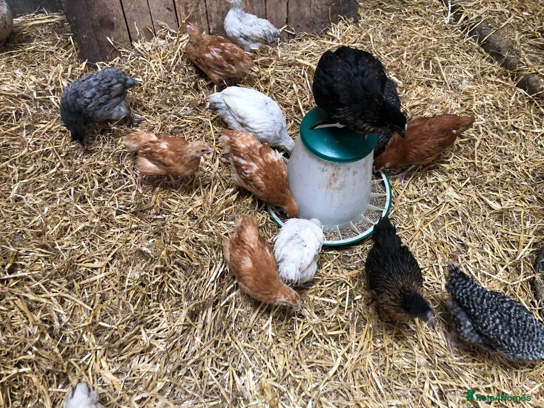Chickens poultry for sale: Happy healthy pullets. - Advert 1