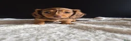 Miniature Dachshund dogs for sale: KC Reg Miniature Long-Haired Dachshund Ready Now!  - Advert 6