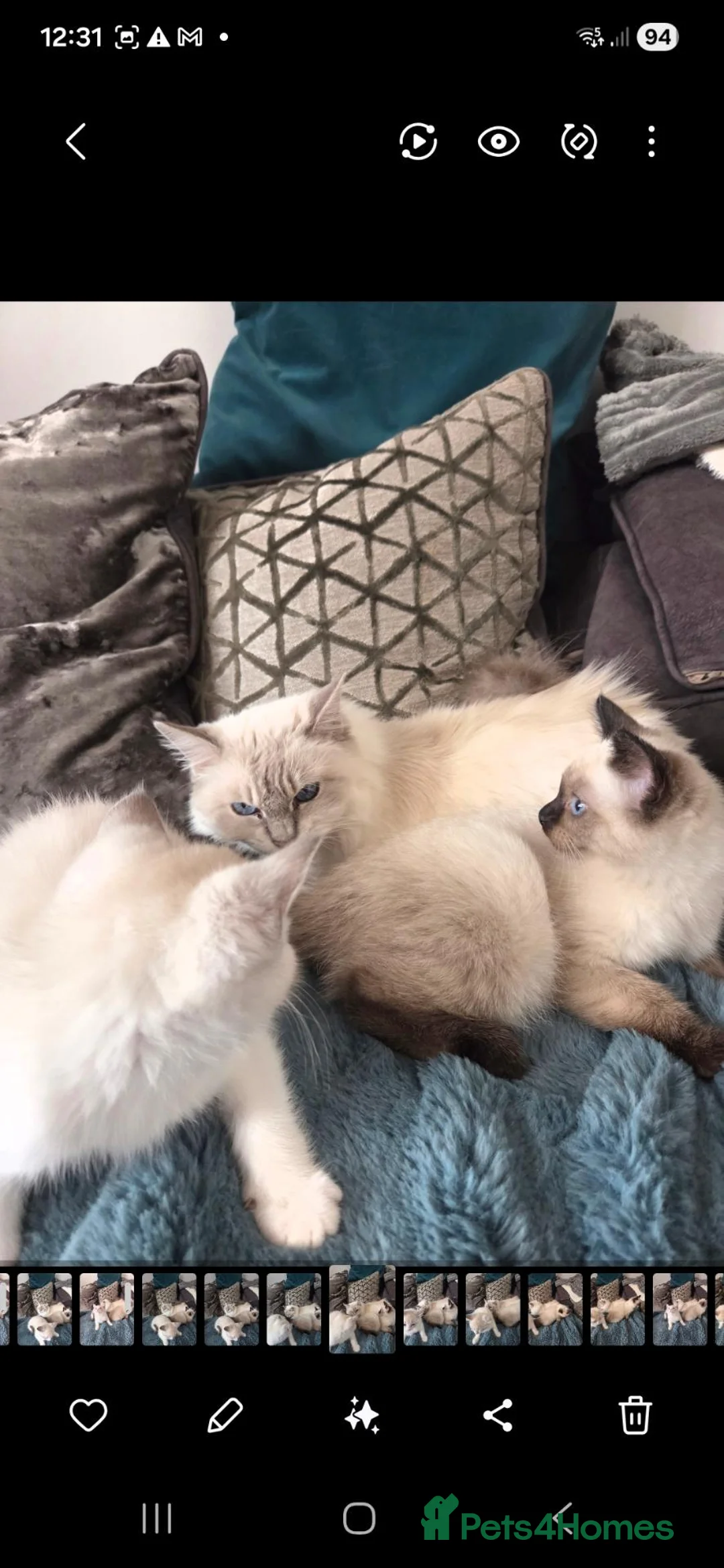 Ragdoll cats for sale: Ragdoll kittens  - Advert 2