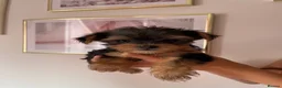 Yorkshire Terrier dogs for sale: Beautiful small Yorkshire Terrier Pedigree  - Advert 24
