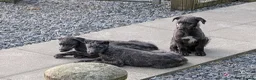 Deerhound dogs for sale: Scottish Deerhound Puppies  - Advert 4