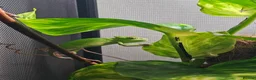 Chameleon reptiles for sale: Baby Chameleon & full set up in Camborne - Advert 5