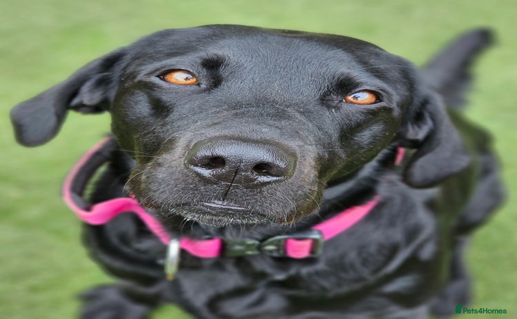 Labrador Retriever dogs - Advert 6