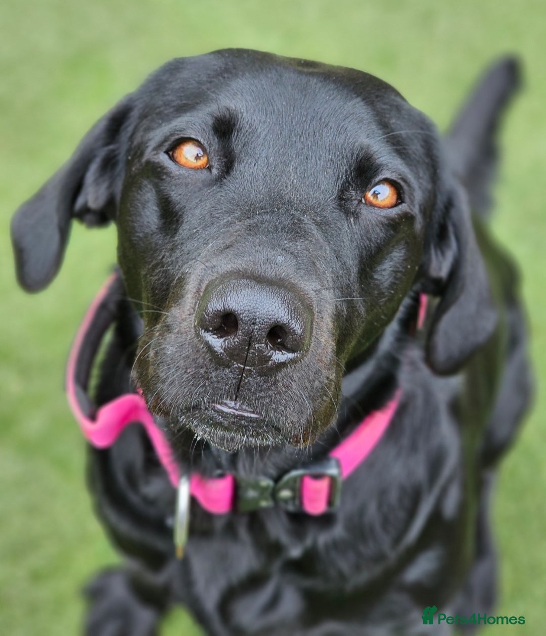 Labrador Retriever dogs for sale: KC reg Labrador puppies – Black and Yellow  - Image 1