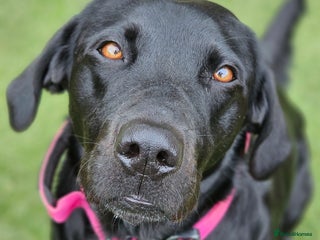 Labrador Retriever dogs - Advert 6