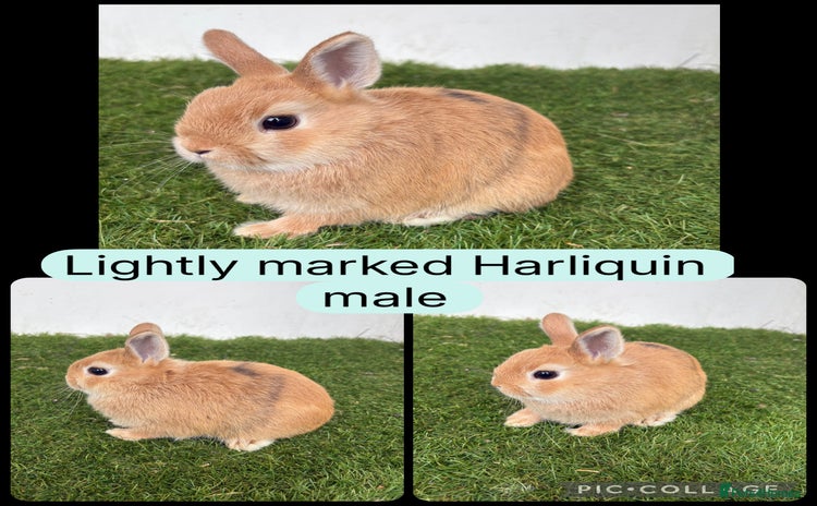 Netherland Dwarf rabbits - Advert 2