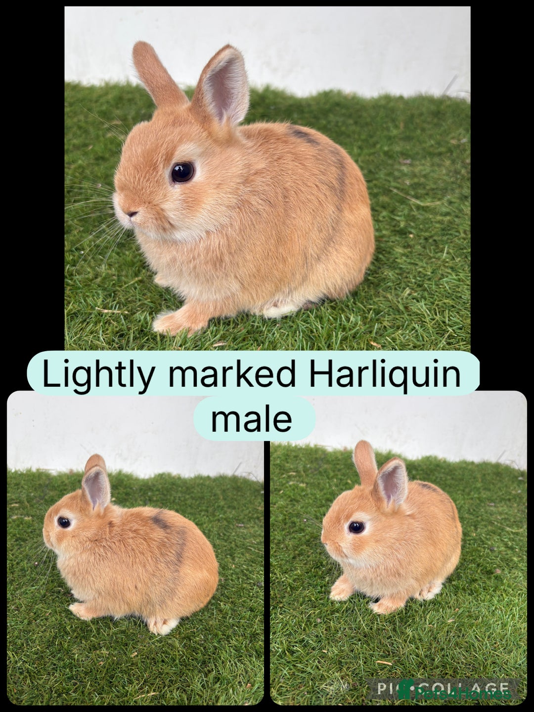 Netherland Dwarf rabbits for sale: Netherland dwarf babies  - Image 1