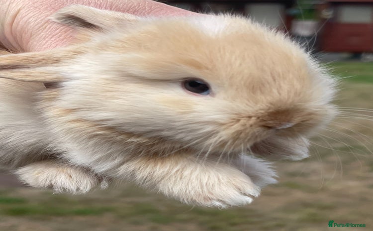 Mini Lop rabbits - Advert 1