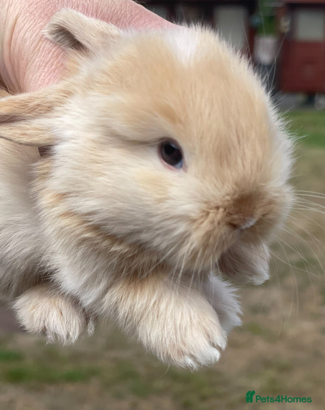 Mini Lop rabbits for sale: Baby mini lops ready to reserve !! - Image 1