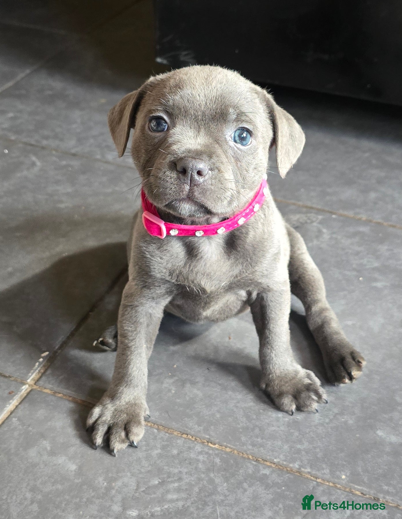 Staffordshire Bull Terrier dogs Stunning KC reg SBT BLUE PUPS - Advert 2