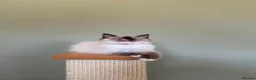 Ragdoll cats for sale: Beautiful Ragdoll Kittens - Advert 21