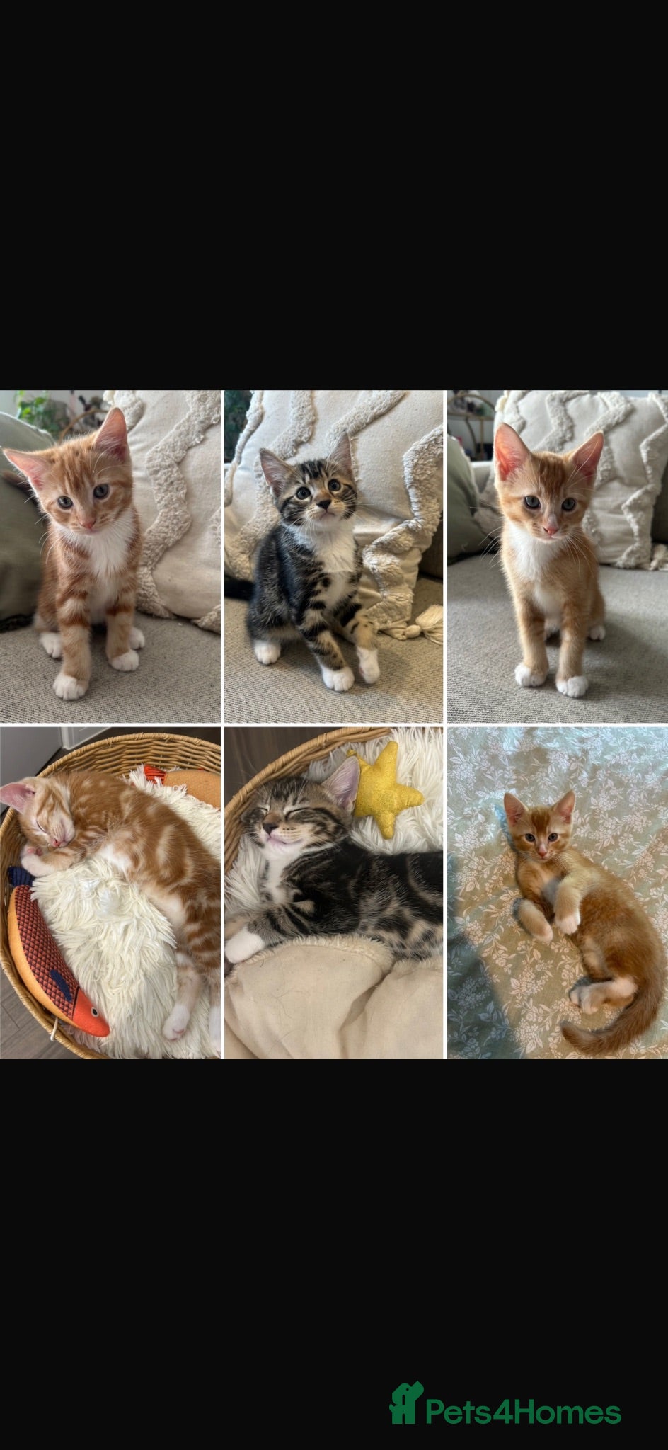 Mixed Breed cats Kittens/mum for sale (rehome for mum)  - Advert 1