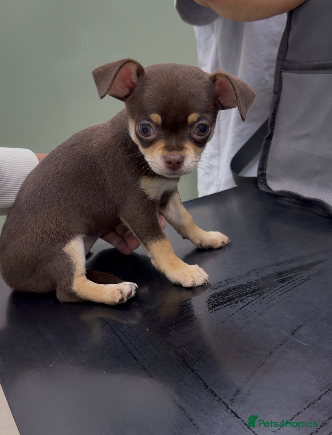 Chihuahua dogs Gorgeous Chocolate & Tan Chihuahua Puppies - Advert 5