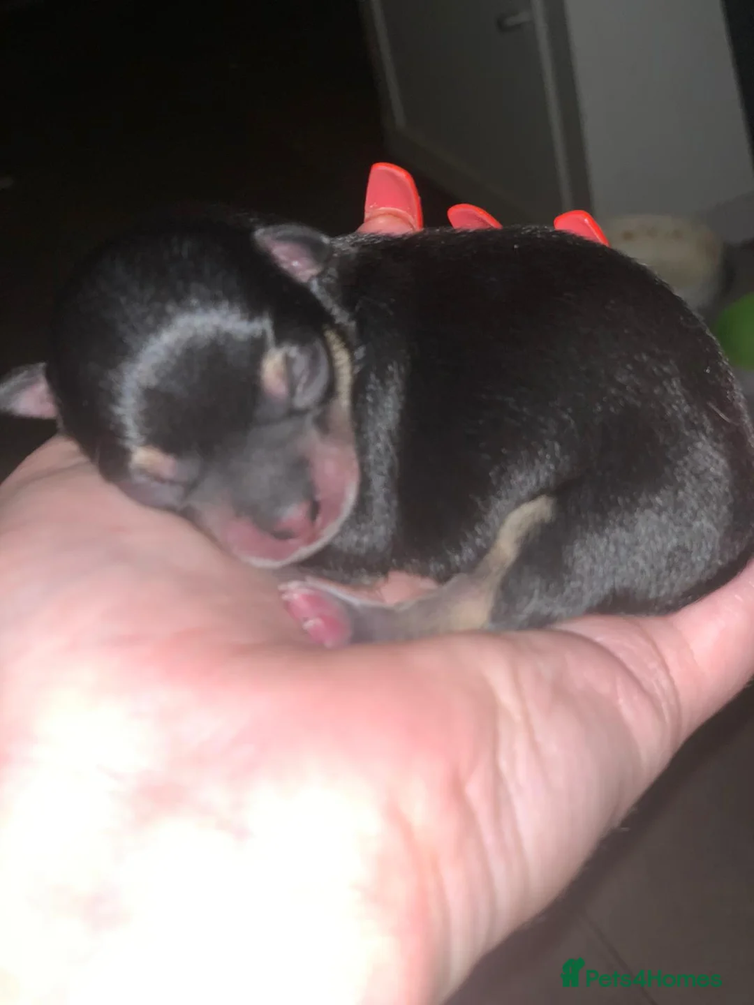 Chihuahua dogs for stud: Chihuahua for stud in Brighton - Advert 4