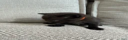 British Shorthair cats for sale:     Beautiful British Shorthair Cross Kittens - Advert 15