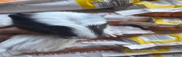 Guinea Pig rodents for sale: 6 beautiful guinea pigs very friendly - Advert 11