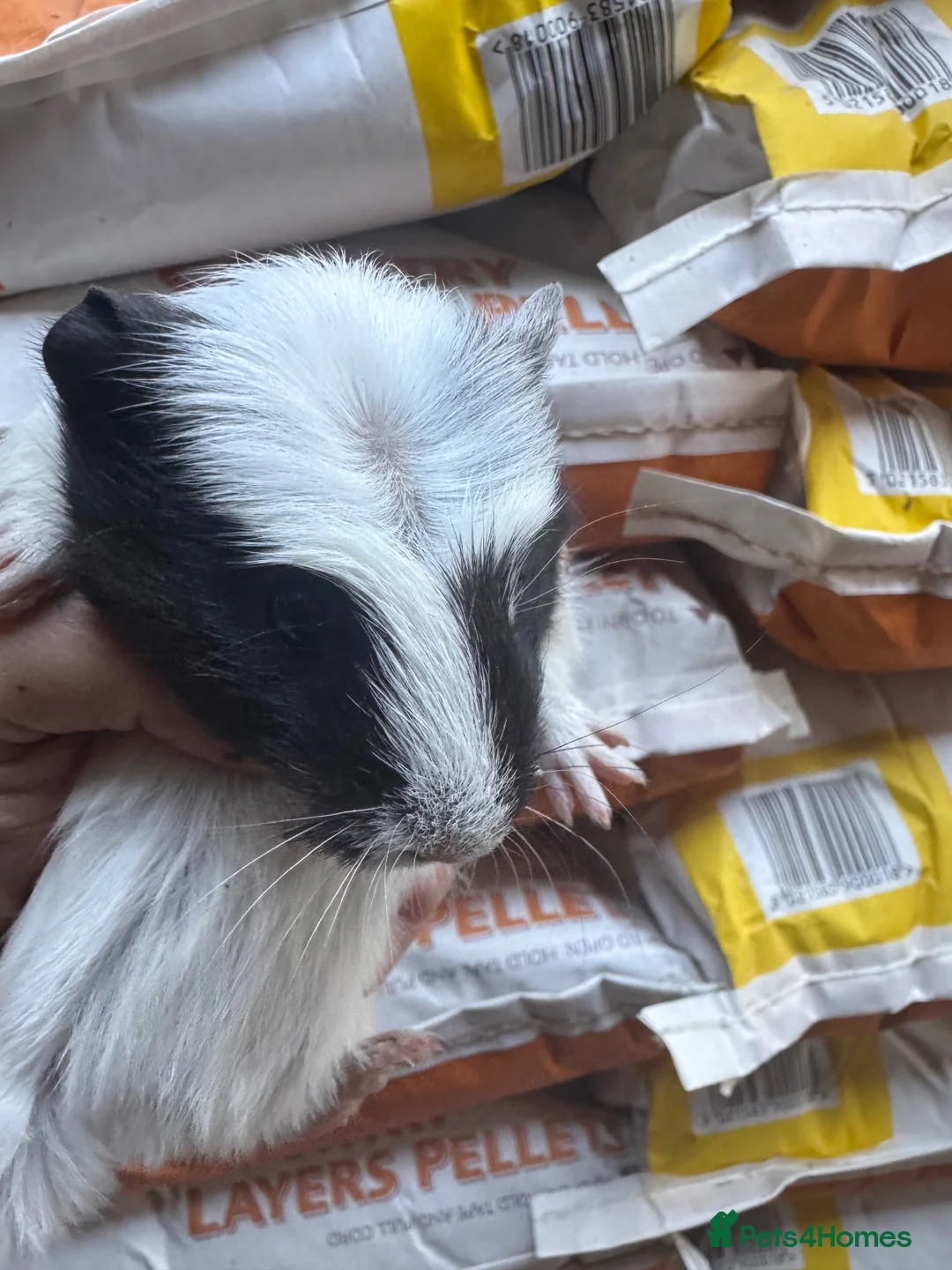 Guinea Pig rodents for sale: 6 beautiful guinea pigs very friendly - Advert 11