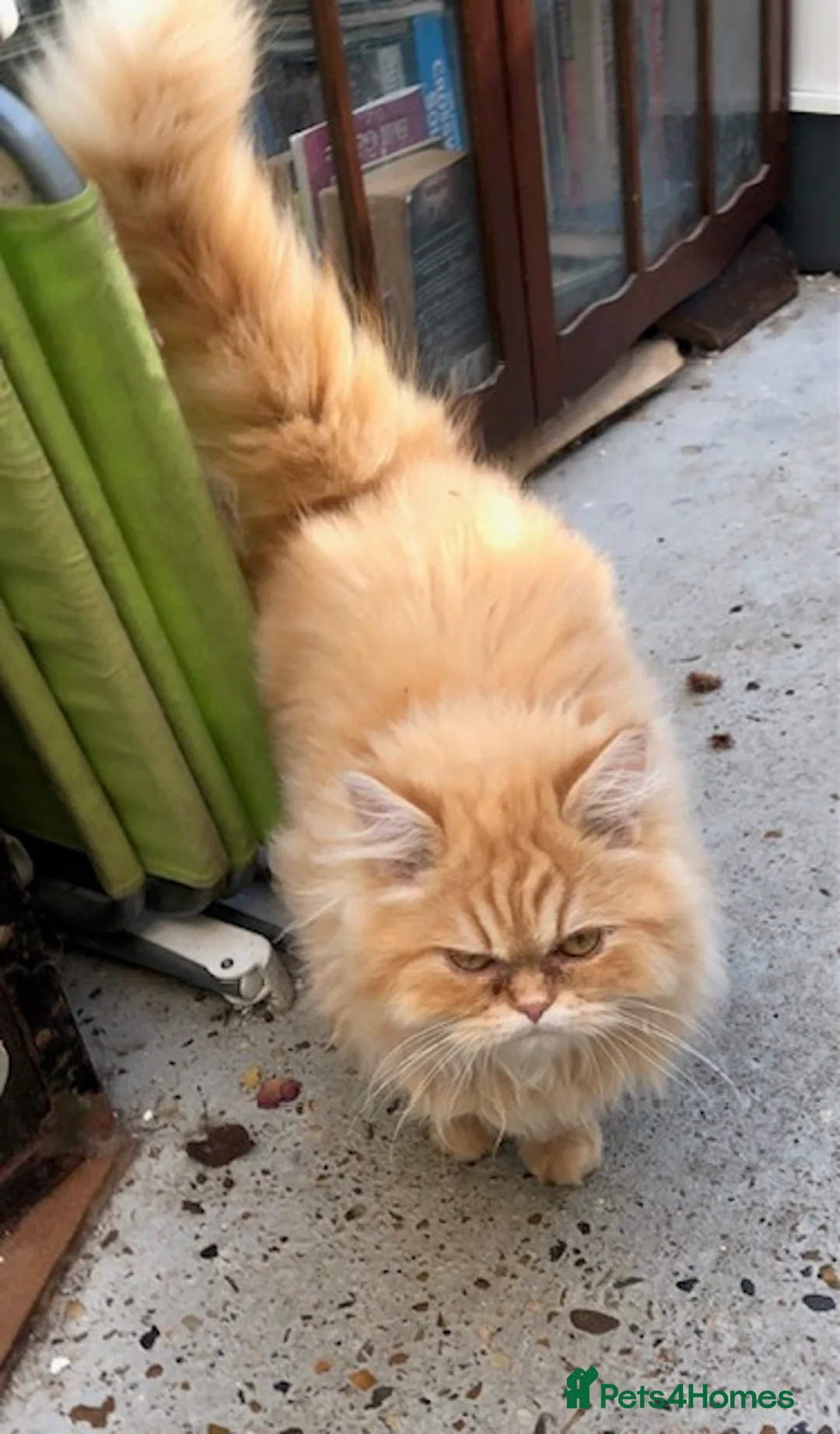 Persian cats for sale: Adorable 5 month Persian Kitten - Advert 4