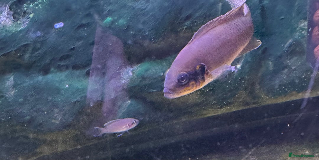 Cichlids fish for sale: Fairy Brichardi  - Advert 2