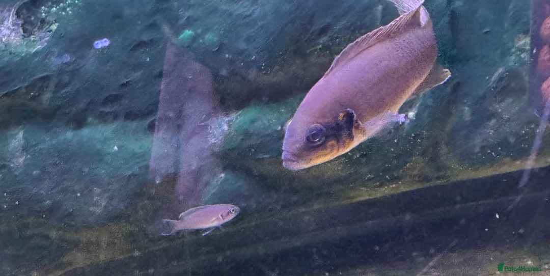 Cichlids fish for sale: Fairy Brichardi  - Advert 2