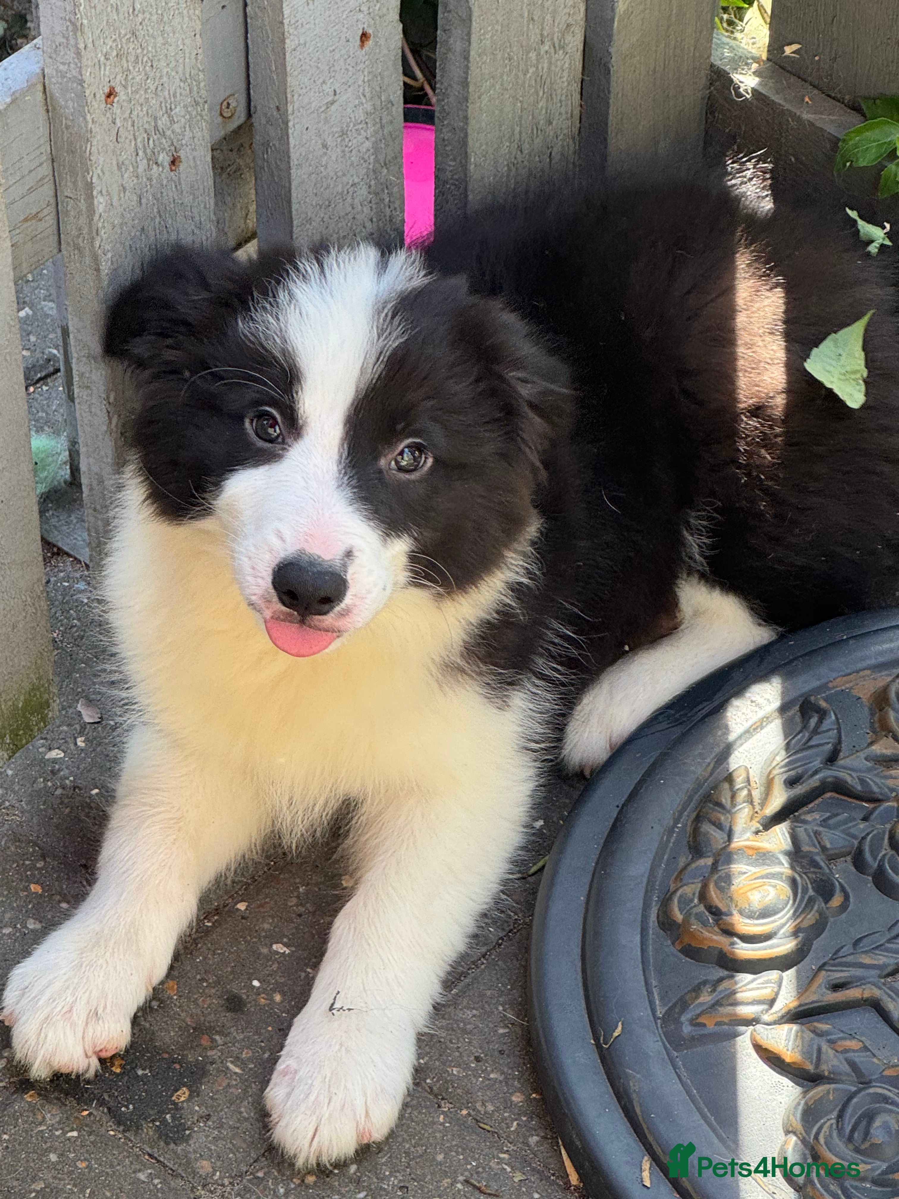 Border Collie dogs Stunning KC Registered Border Collie Puppies  - Advert 2