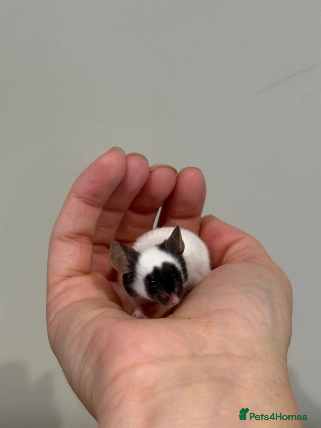 Mouse rodents for sale: 4 female Mice with enclosure and accessories  in Salisbury - Advert 2