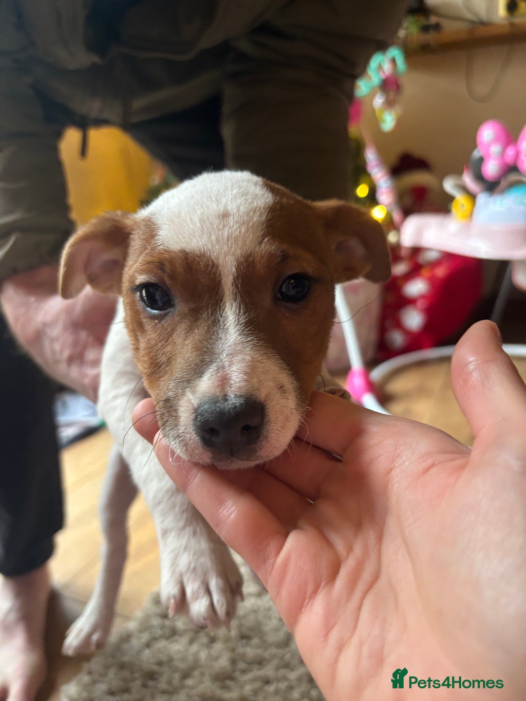 Jack Russell dogs for sale: 1 male 1 female Jack Russell pups - Advert 10