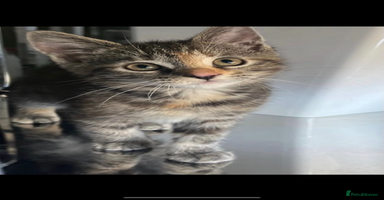 Mixed Breed cats - Advert 14