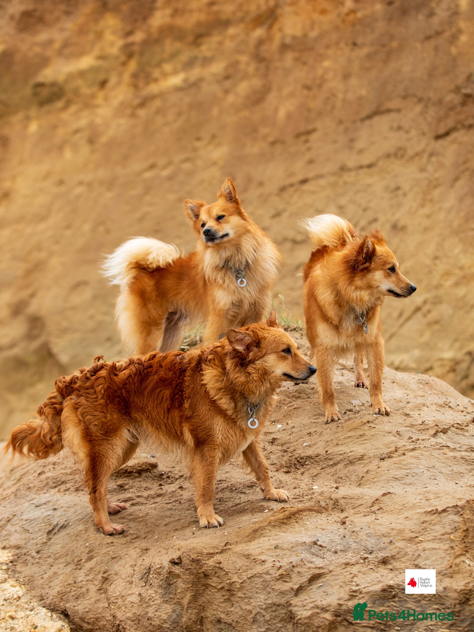 Mixed Breed dogs Italian Volpino puppies 🦊 - Advert 1