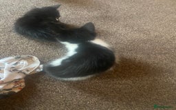 Mixed Breed cats for sale: Lovely 2 kittens - Image 8