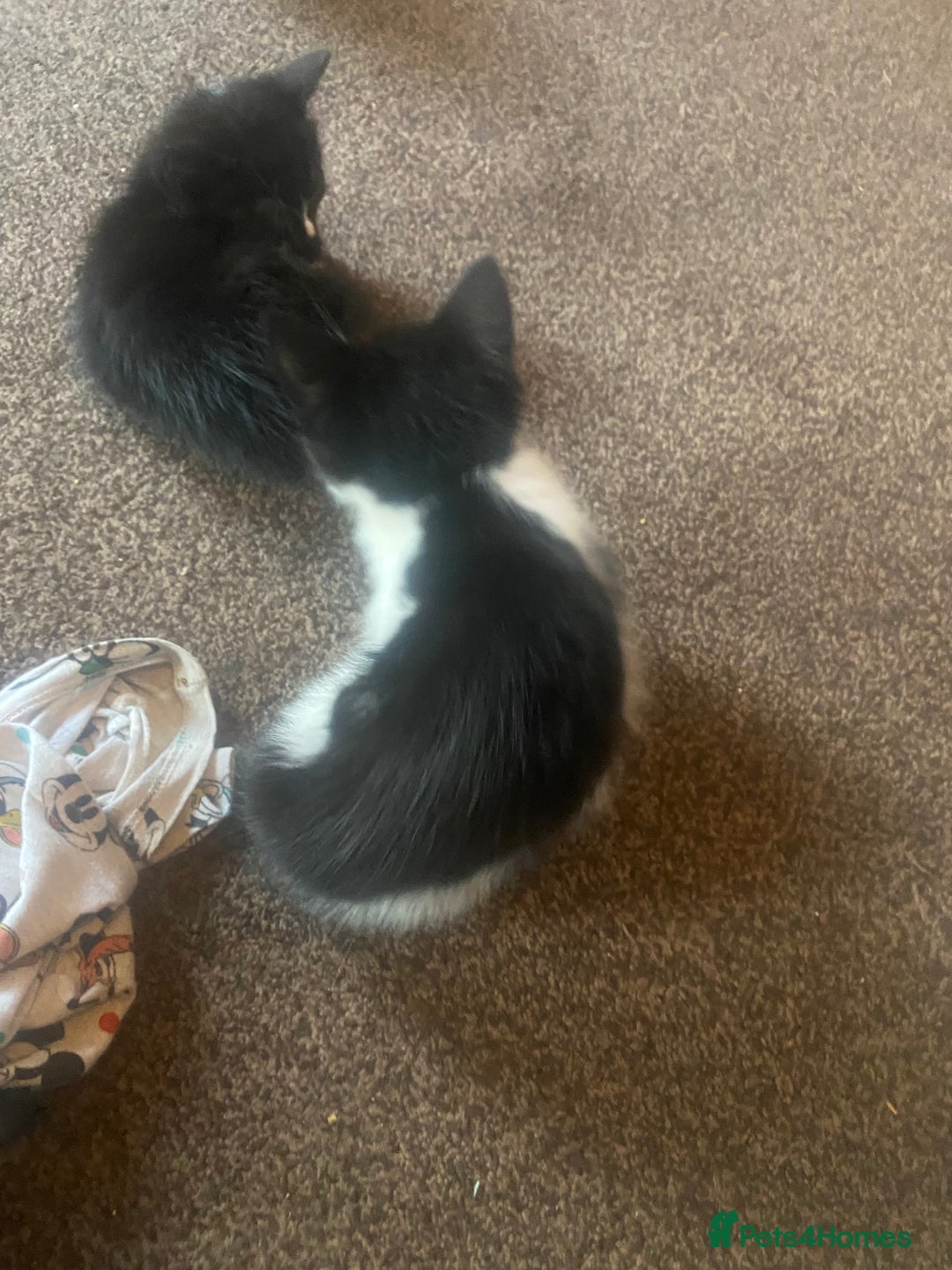 Mixed Breed cats for sale: Lovely 2 kittens - Image 8