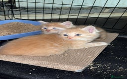 Mixed Breed cats for sale: half maincoon kittens  - Image 8