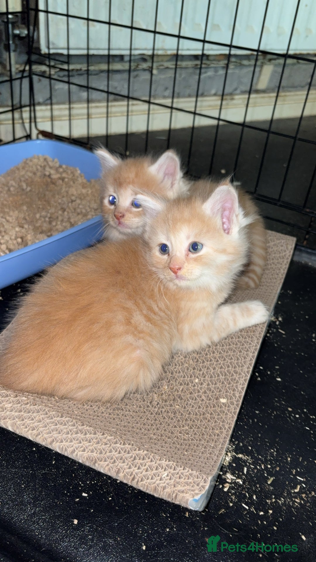 Mixed Breed cats for sale: half maincoon kittens  - Image 8