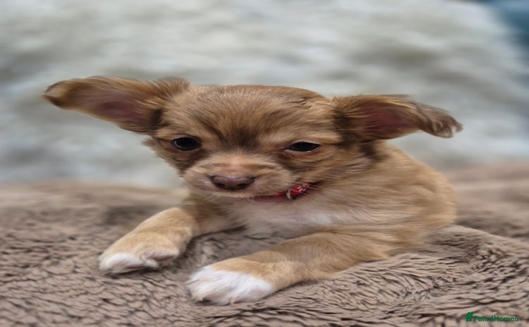 Chihuahua dogs Long Haired Chihuahua Pups  - Advert 5