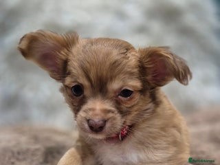 Chihuahua dogs Long Haired Chihuahua Pups - Advert 1