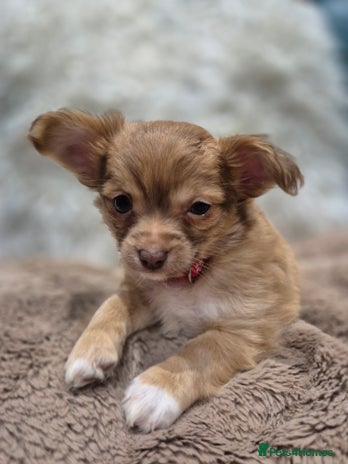 Chihuahua dogs Long Haired Chihuahua Pups - Advert 1