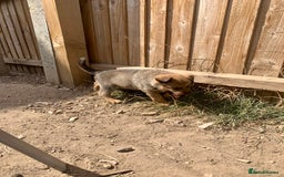 Mixed Breed dogs for sale: German Shepard X Dutch Herder Puppies - Image 11