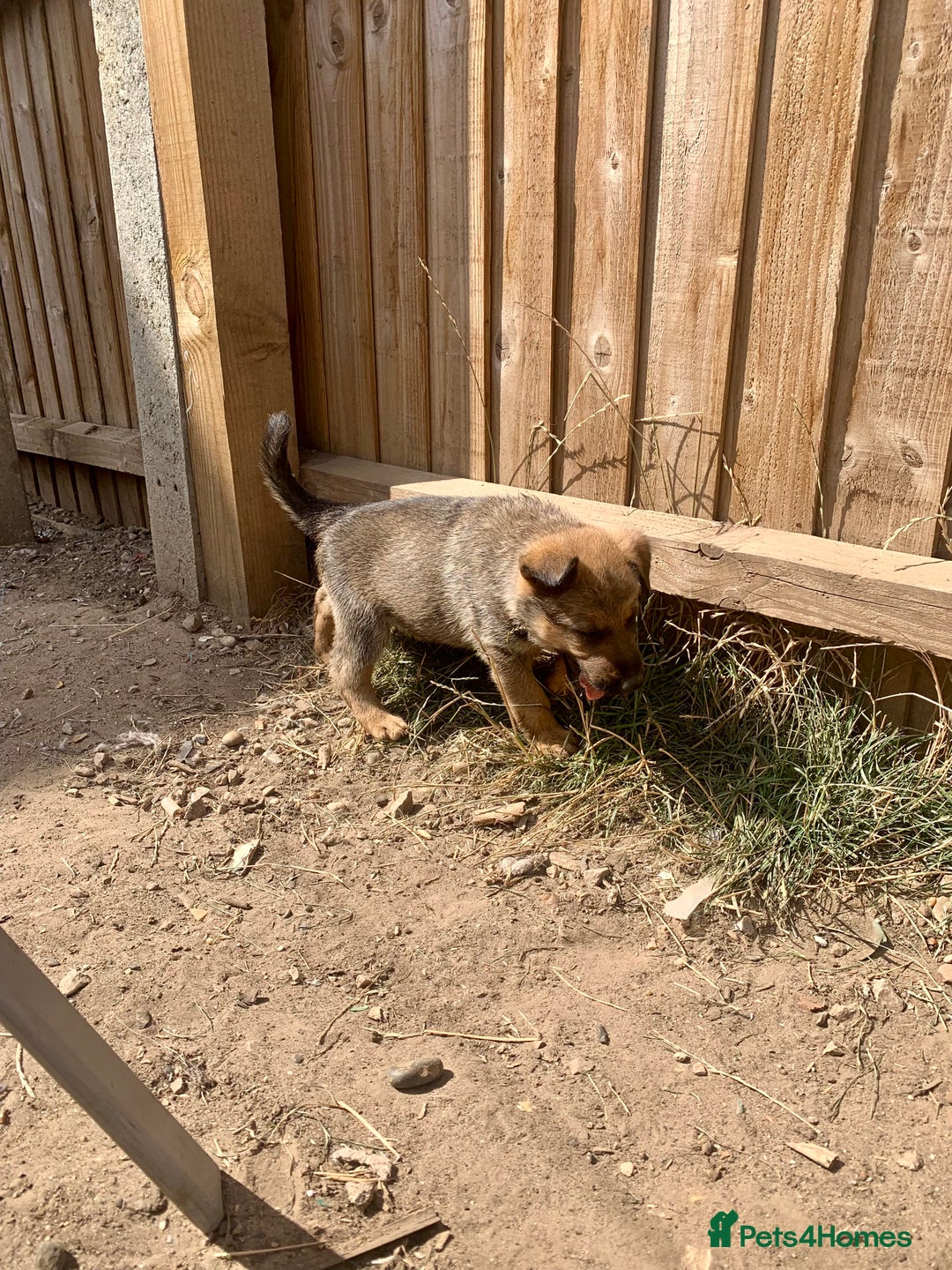 Mixed Breed dogs for sale: German Shepard X Dutch Herder Puppies - Image 11