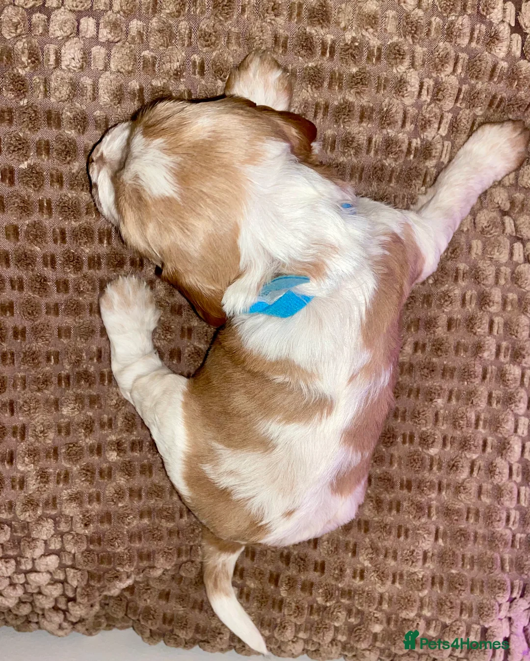 Cocker Spaniel dogs for sale: Cocker Spaniel Pups  - Advert 2