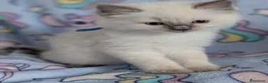 Ragdoll Kitten 3