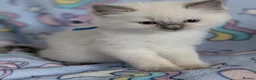 Ragdoll cats for sale: Beautiful Ragdoll Kittens  - Advert 16